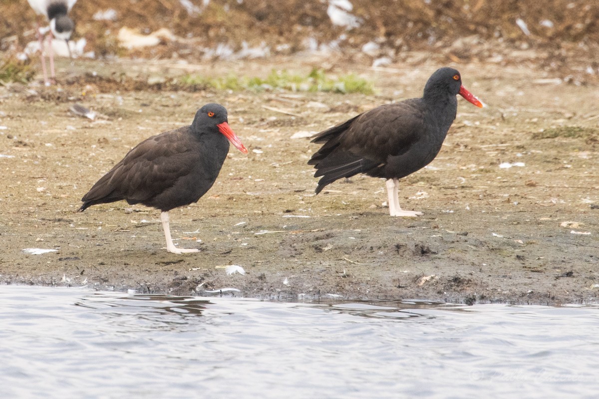 Blackish Oystercatcher - ML620413433