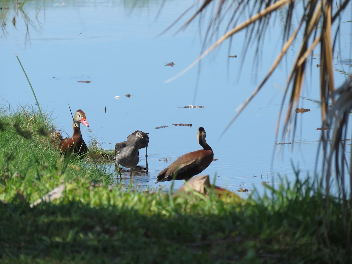 Black-bellied Whistling-Duck (fulgens) - ML620413434