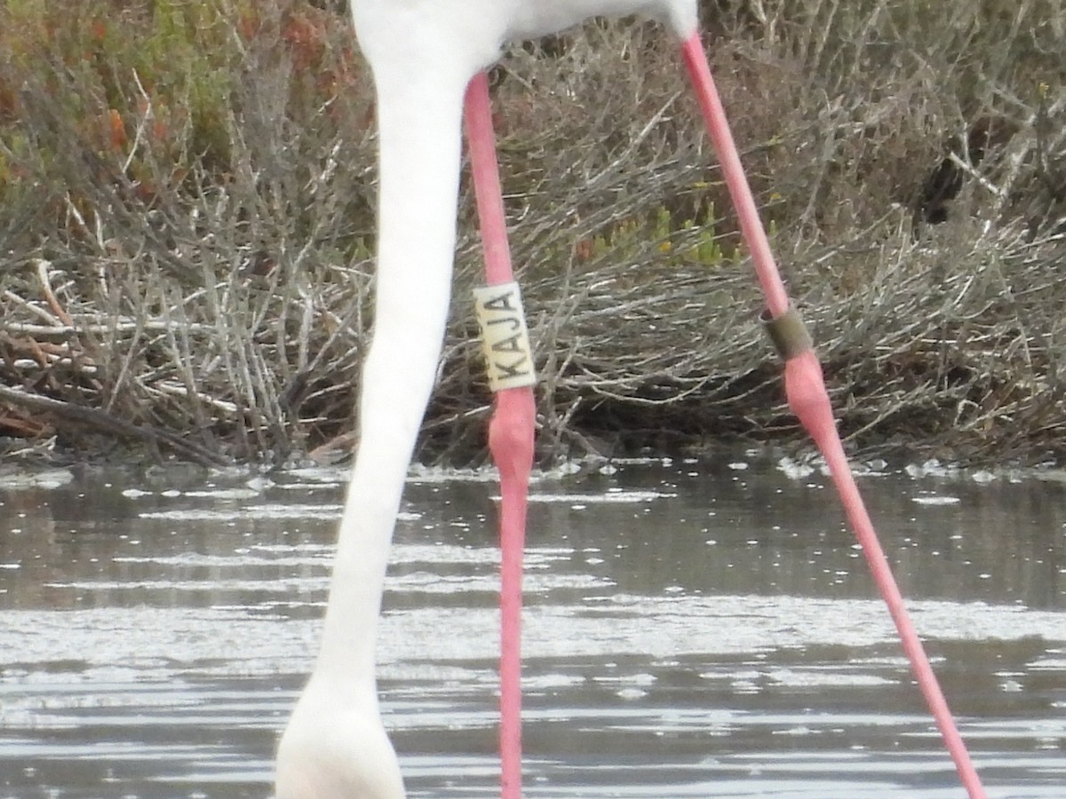 Greater Flamingo - ML620413435