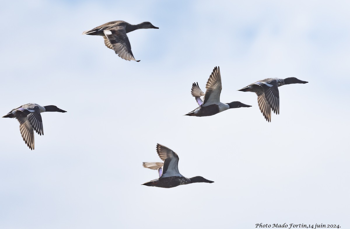 Northern Shoveler - ML620413439