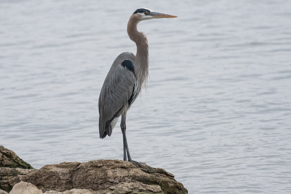 Great Blue Heron - ML620413443