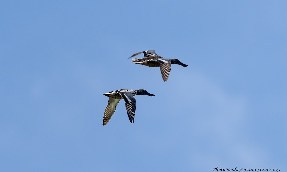 Northern Shoveler - ML620413446