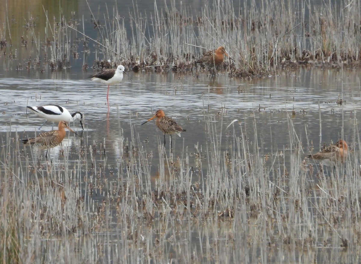 Black-tailed Godwit - ML620413452