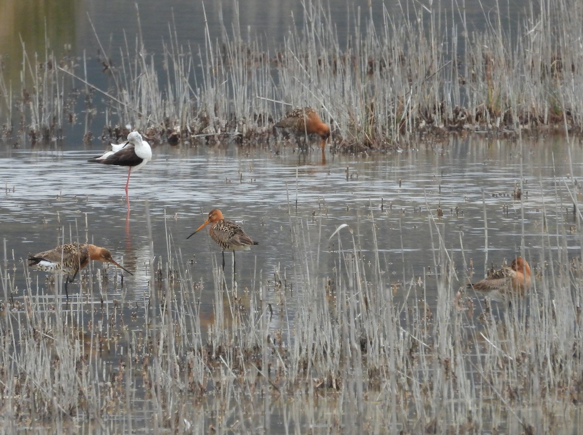 Black-tailed Godwit - ML620413453