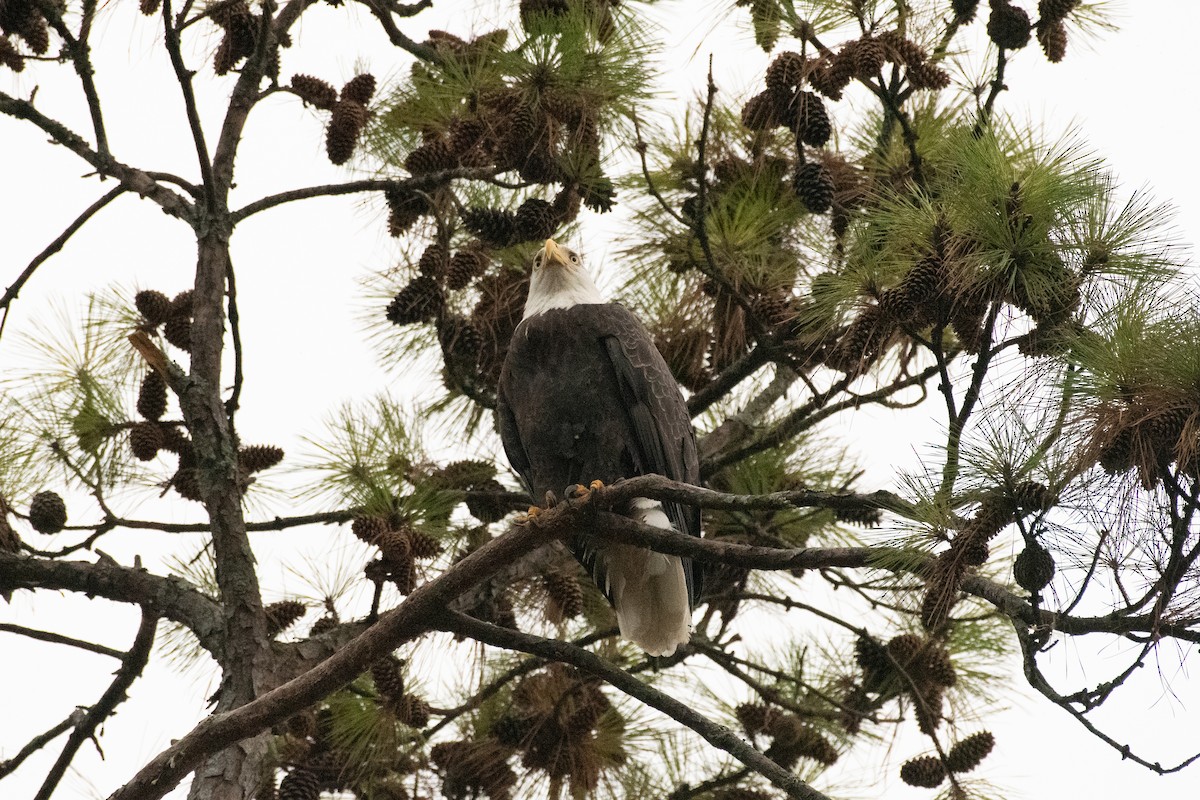 Bald Eagle - ML620413455