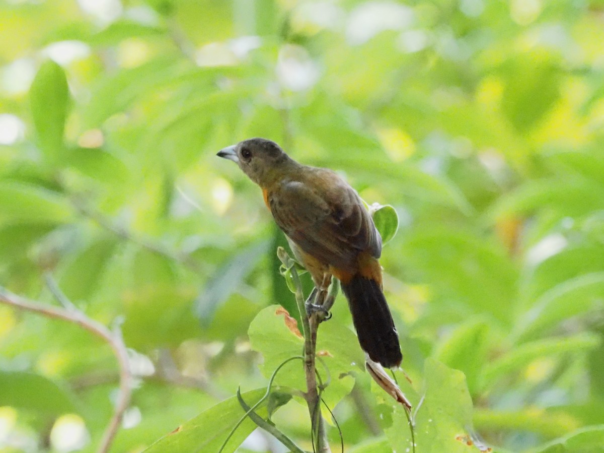 Scarlet-rumped Tanager - ML620413461