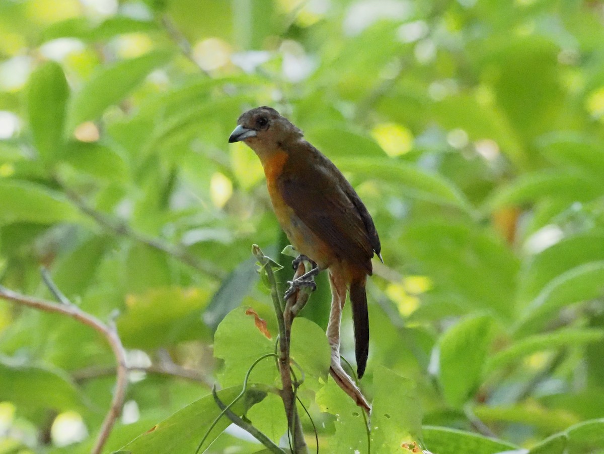 Scarlet-rumped Tanager - ML620413462