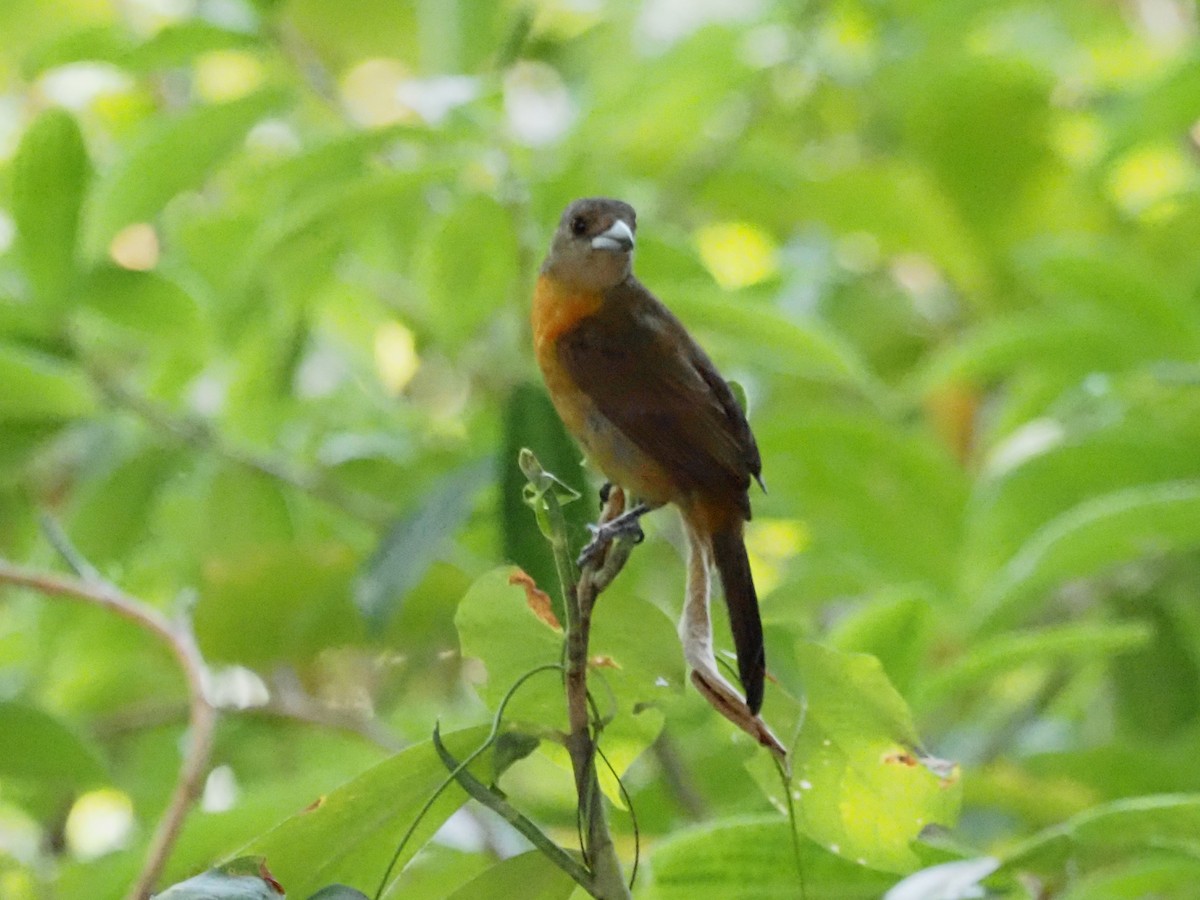 Scarlet-rumped Tanager - ML620413463