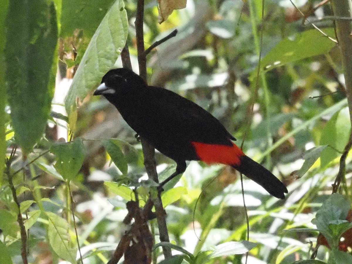 Scarlet-rumped Tanager - ML620413465