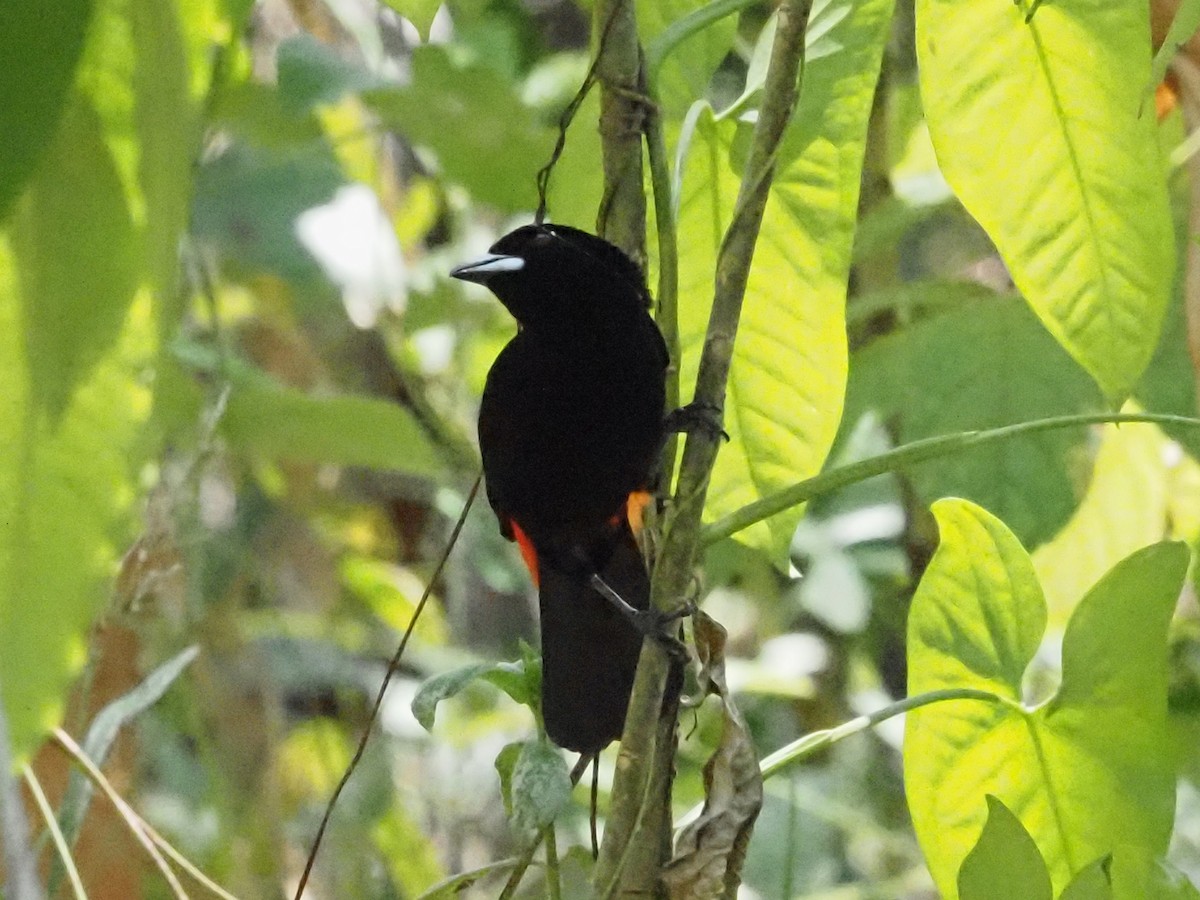 Scarlet-rumped Tanager - Guillermo Parral Aguilar