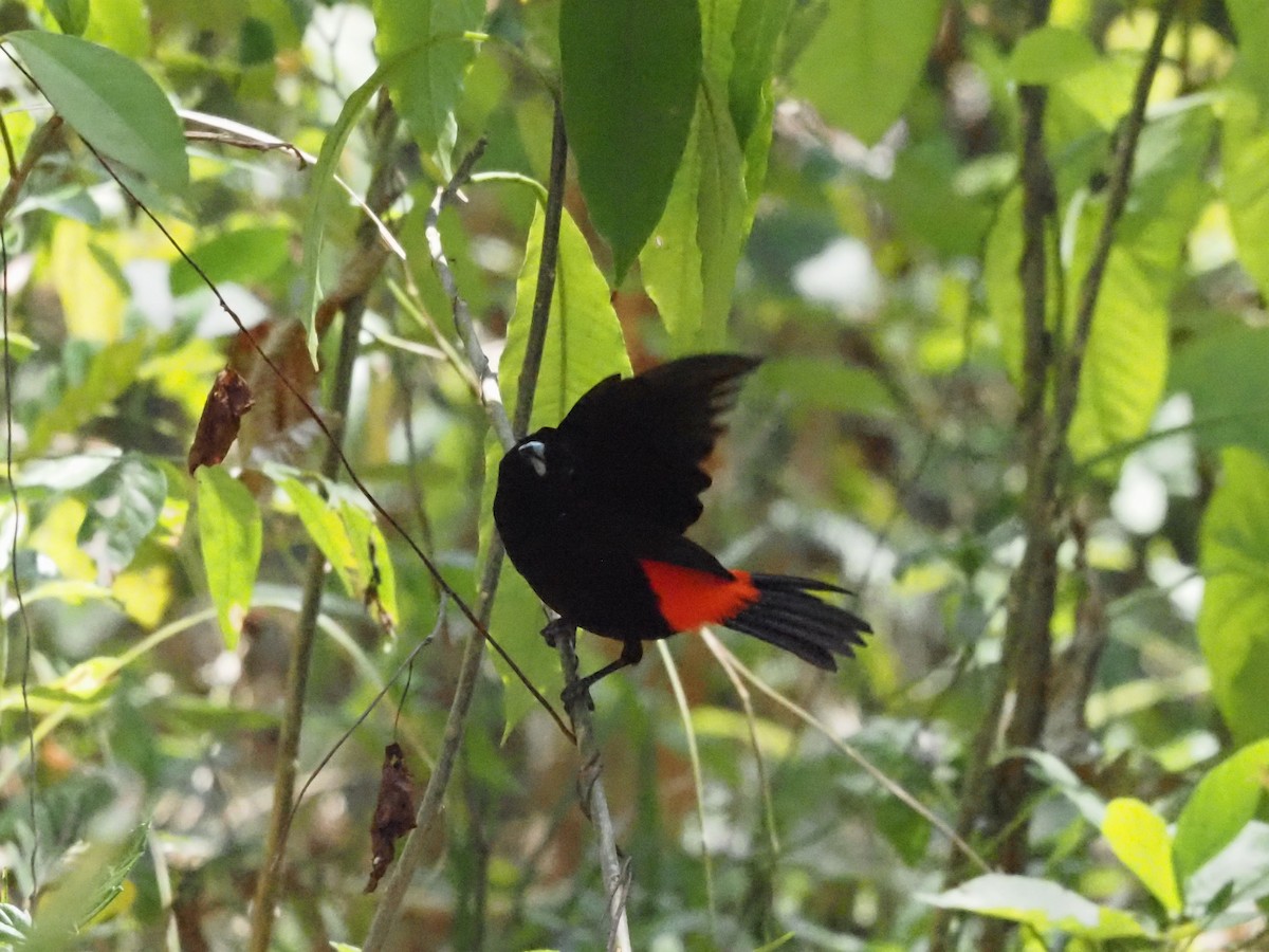 Scarlet-rumped Tanager - ML620413470