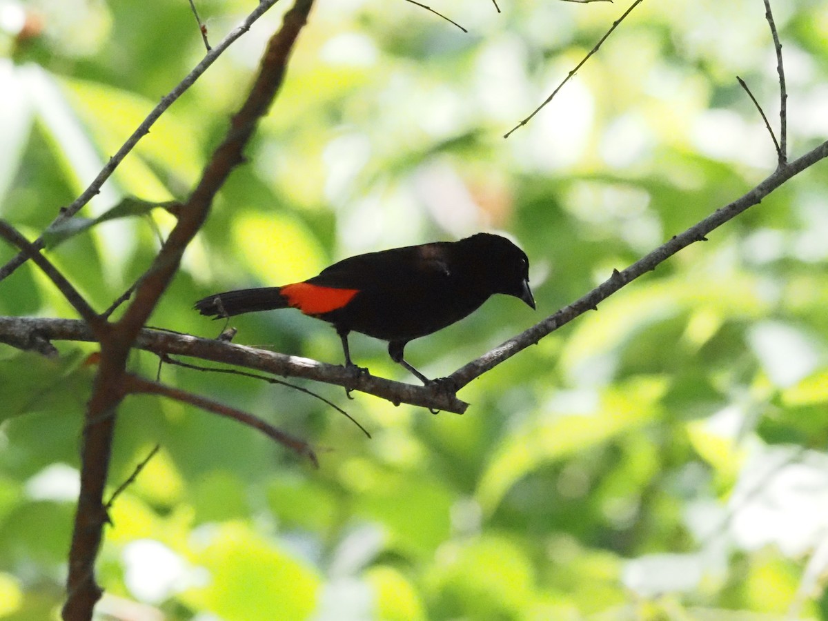 Scarlet-rumped Tanager - ML620413471