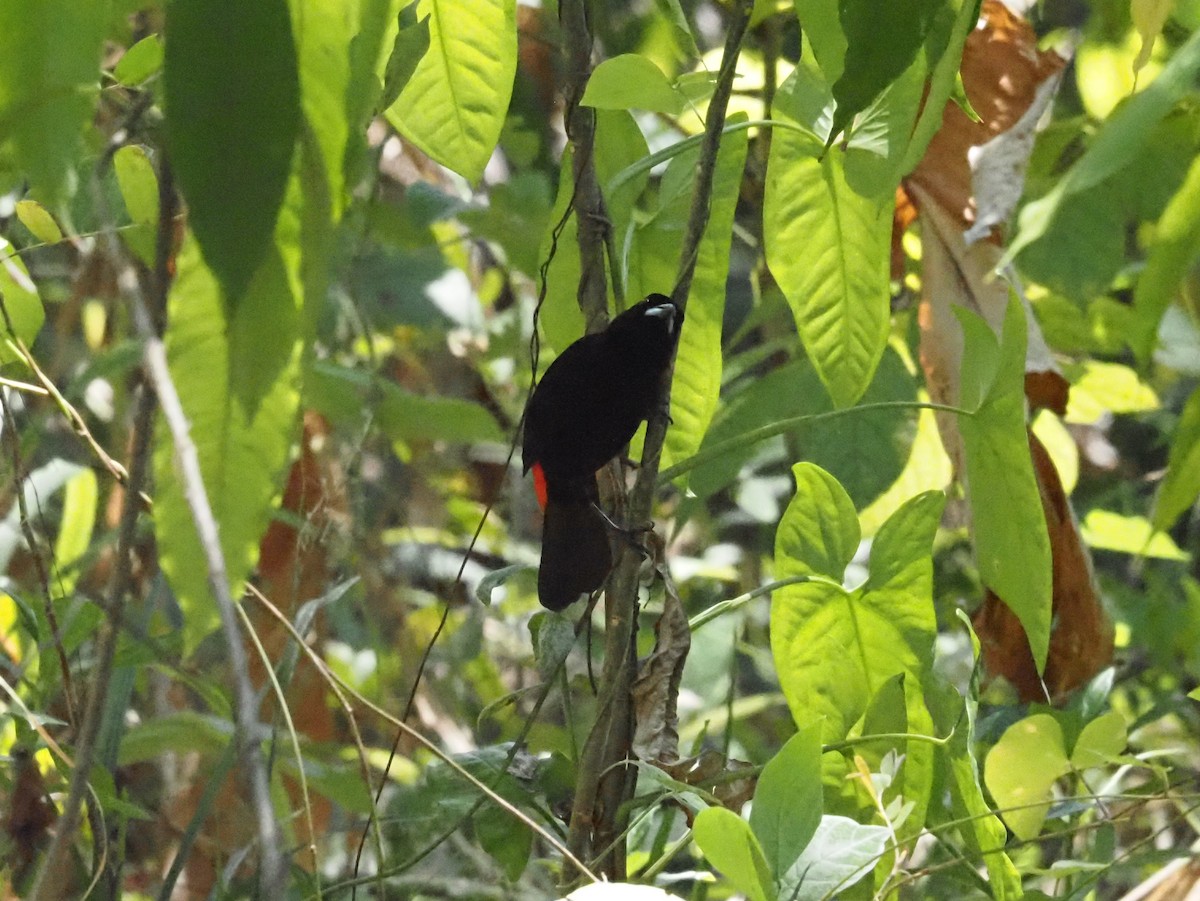 Scarlet-rumped Tanager - ML620413472