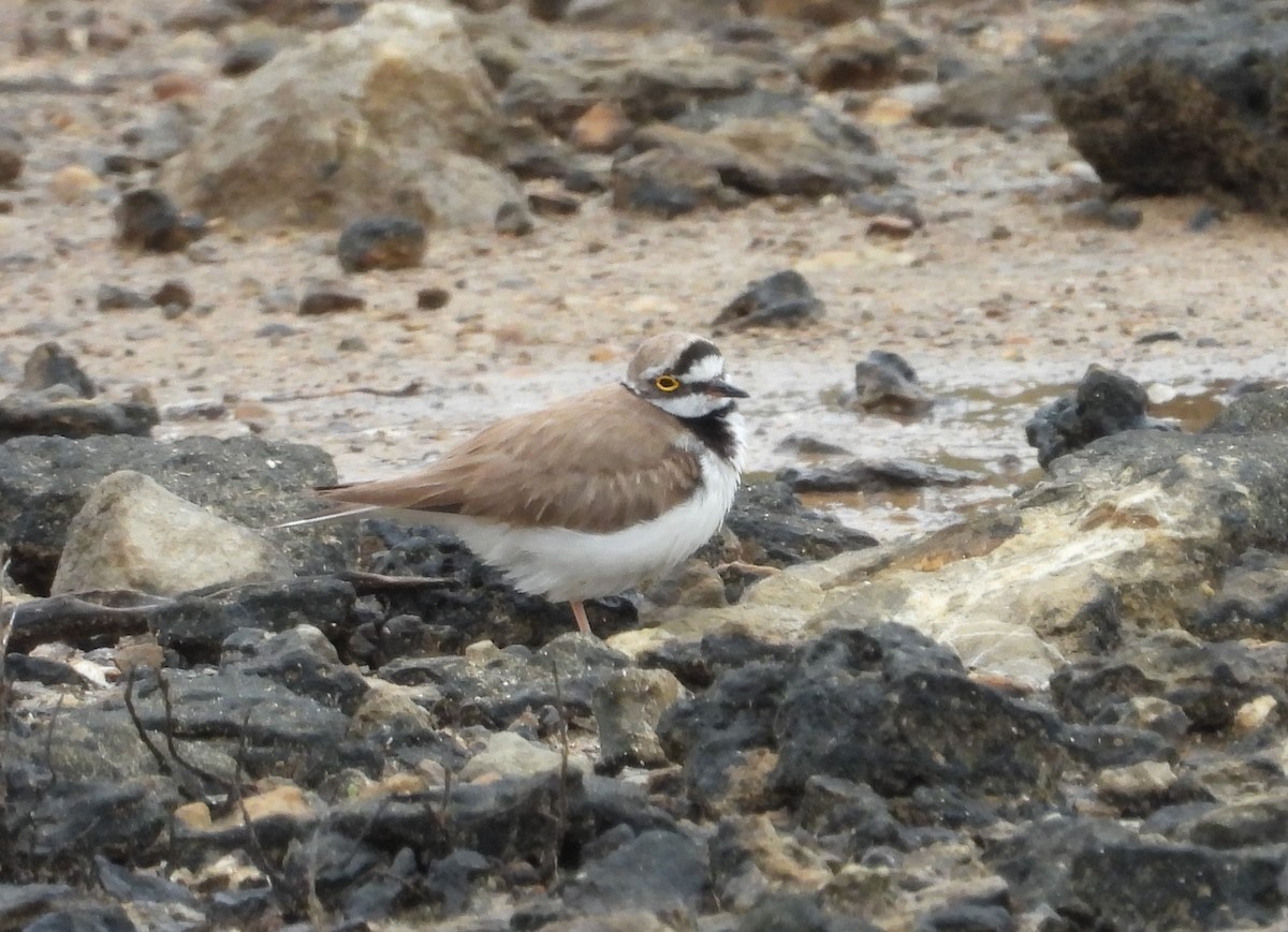 Little Ringed Plover - ML620413473