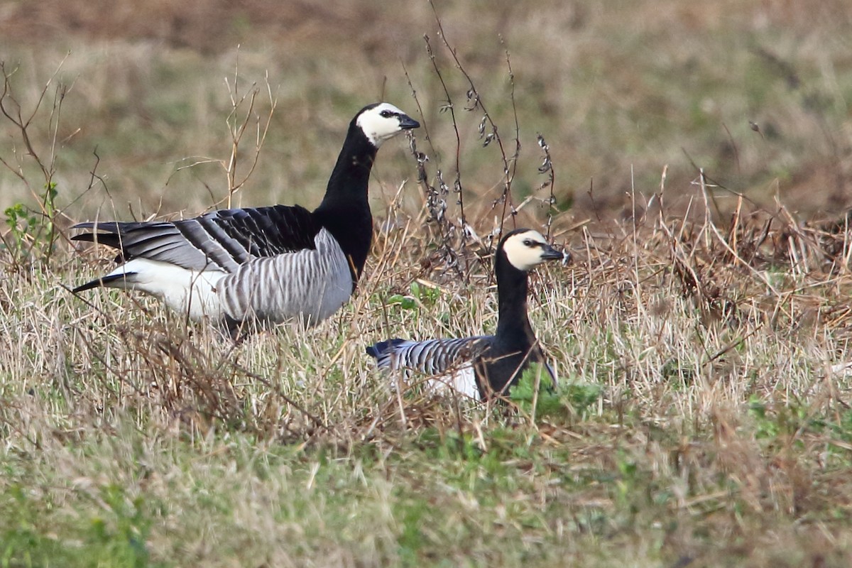 Barnacle Goose - ML620413474