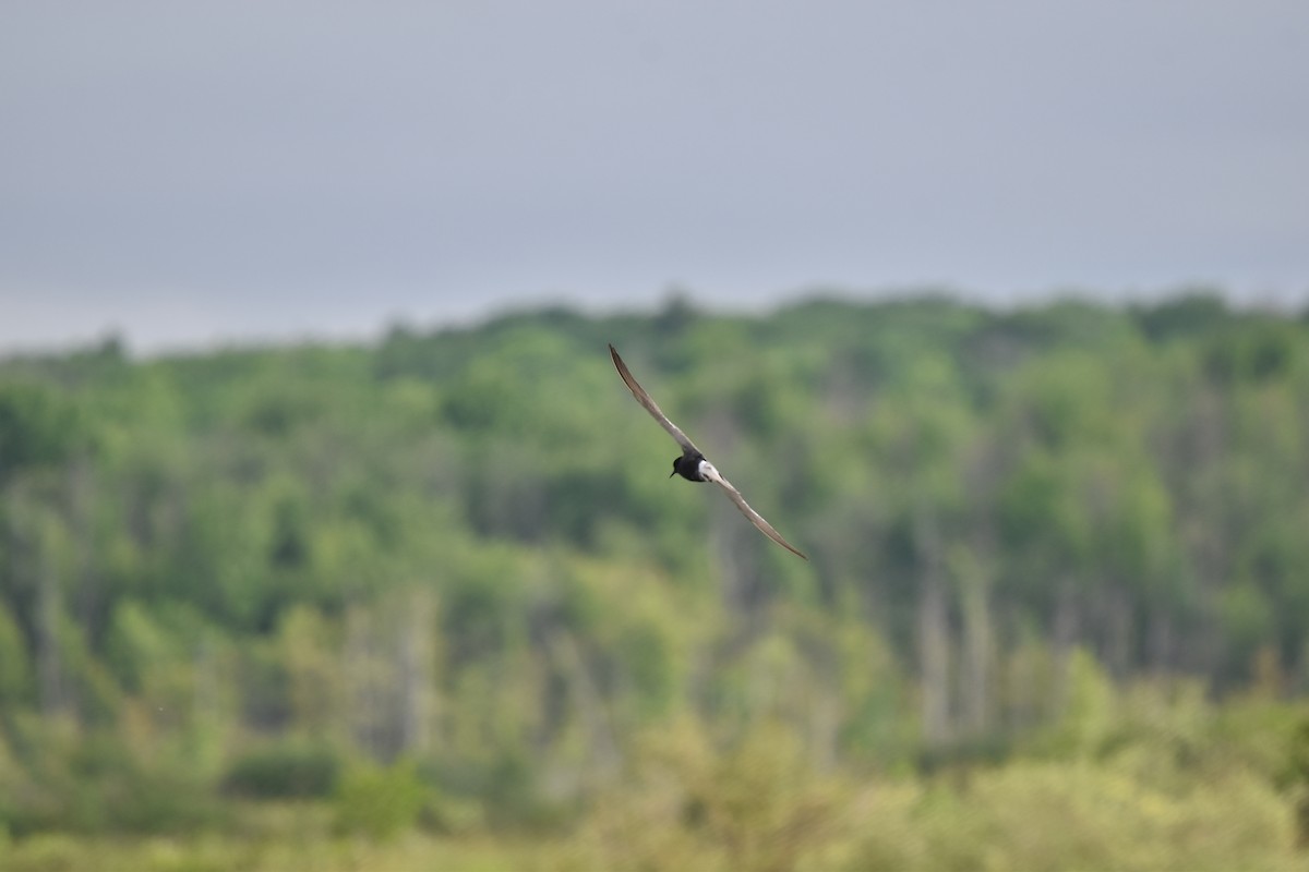 Black Tern - ML620413484