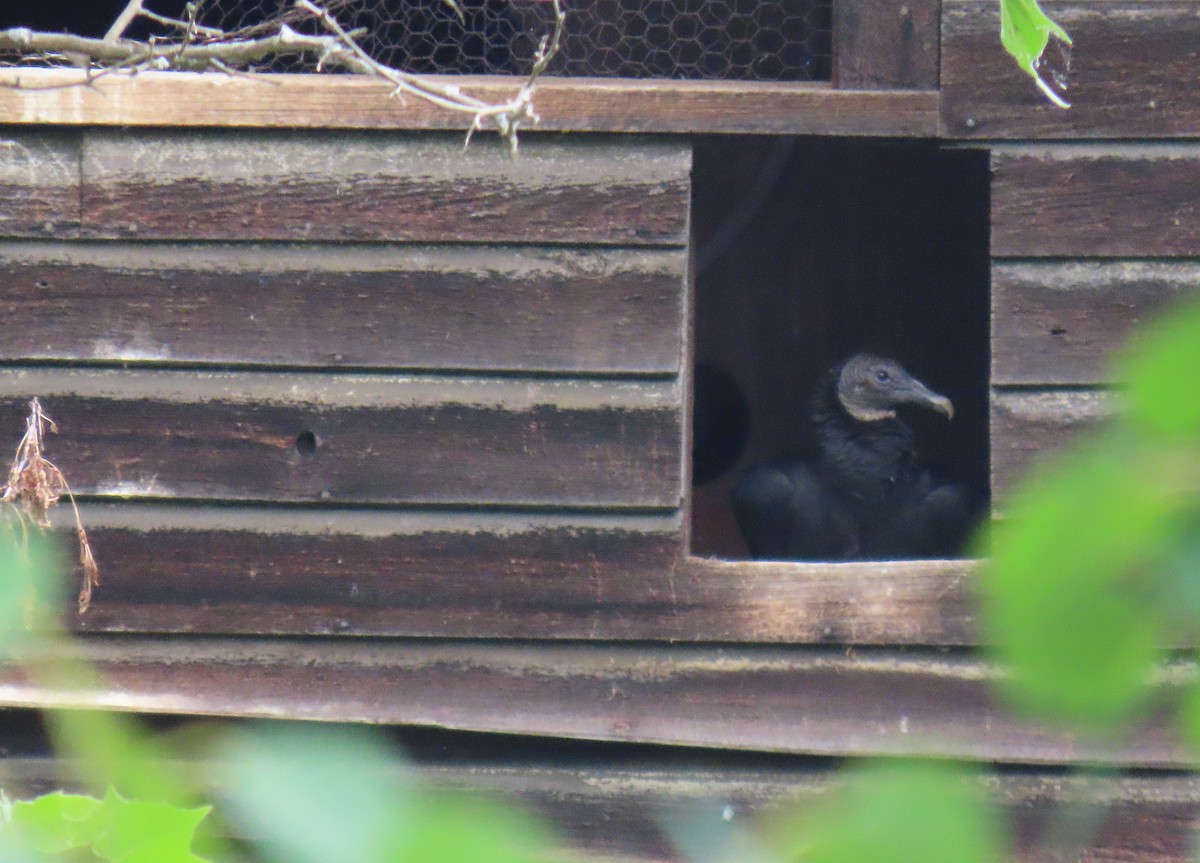 Black Vulture - ML620413485