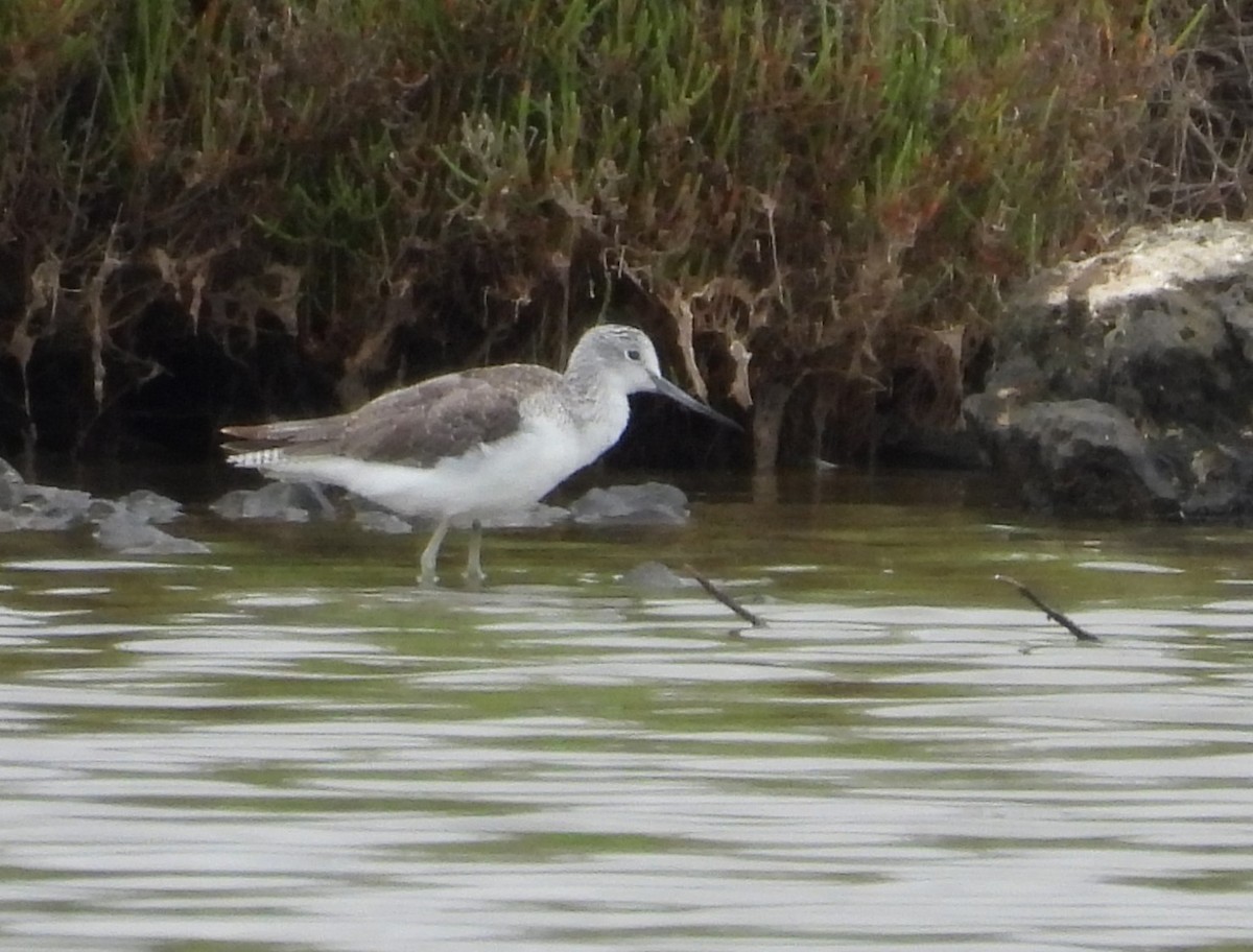 Common Greenshank - ML620413500