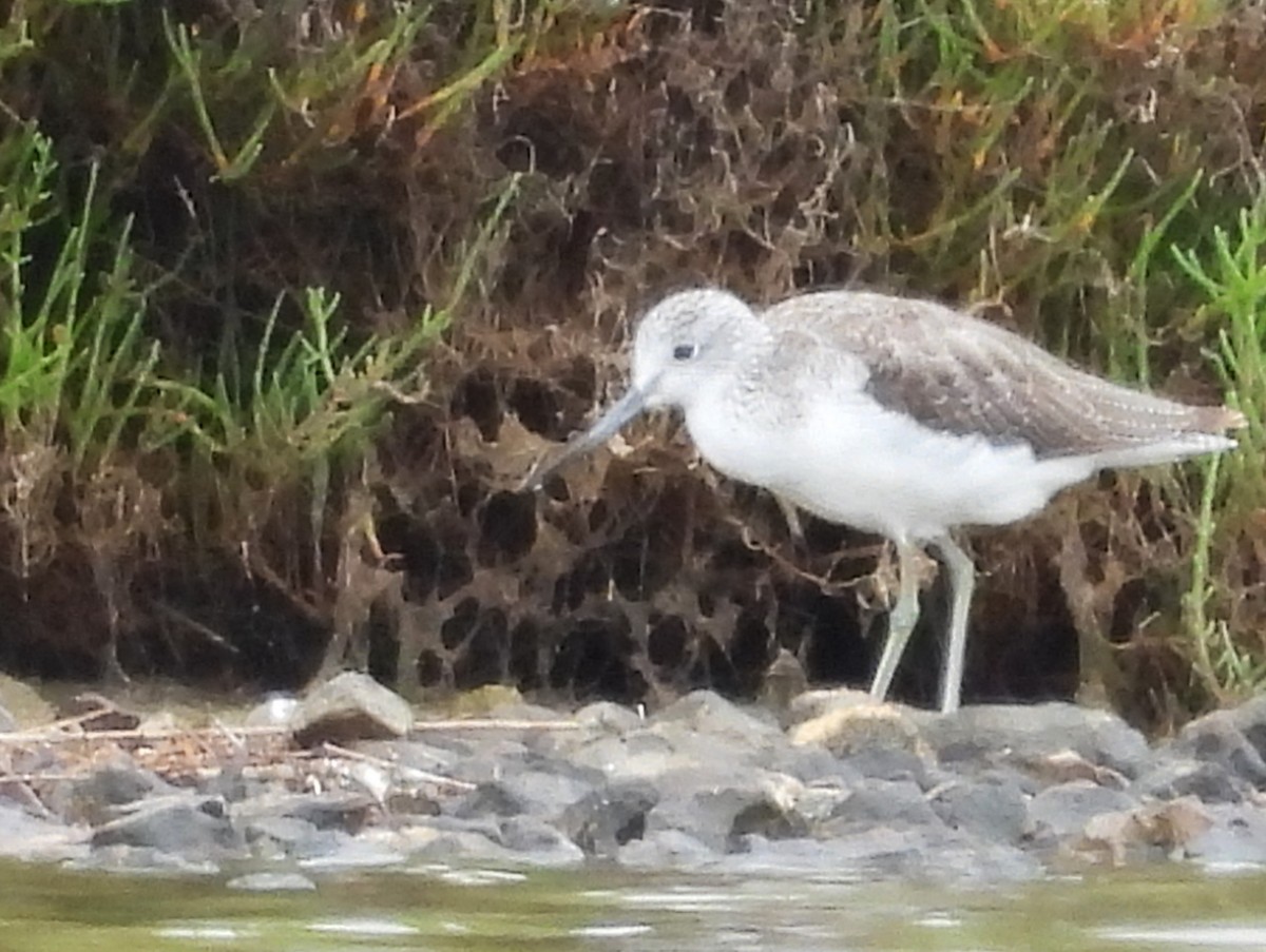 Common Greenshank - ML620413502