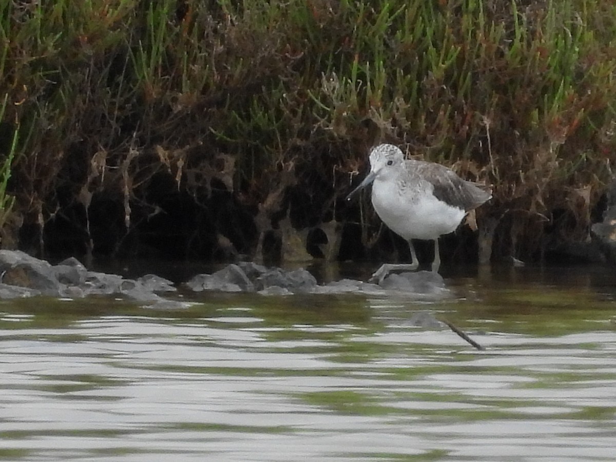 Common Greenshank - ML620413503