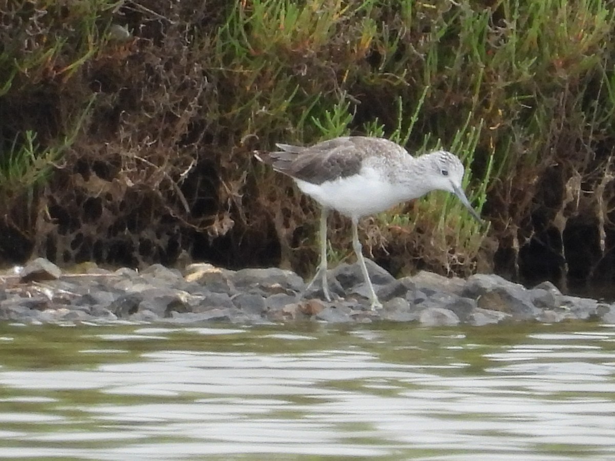 Common Greenshank - ML620413504