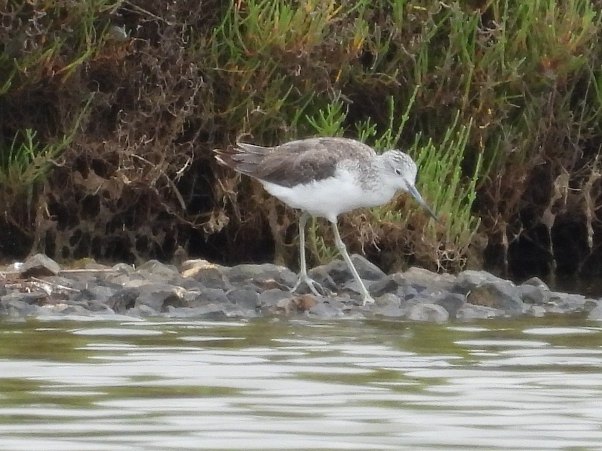 Common Greenshank - Paolo Matteucci