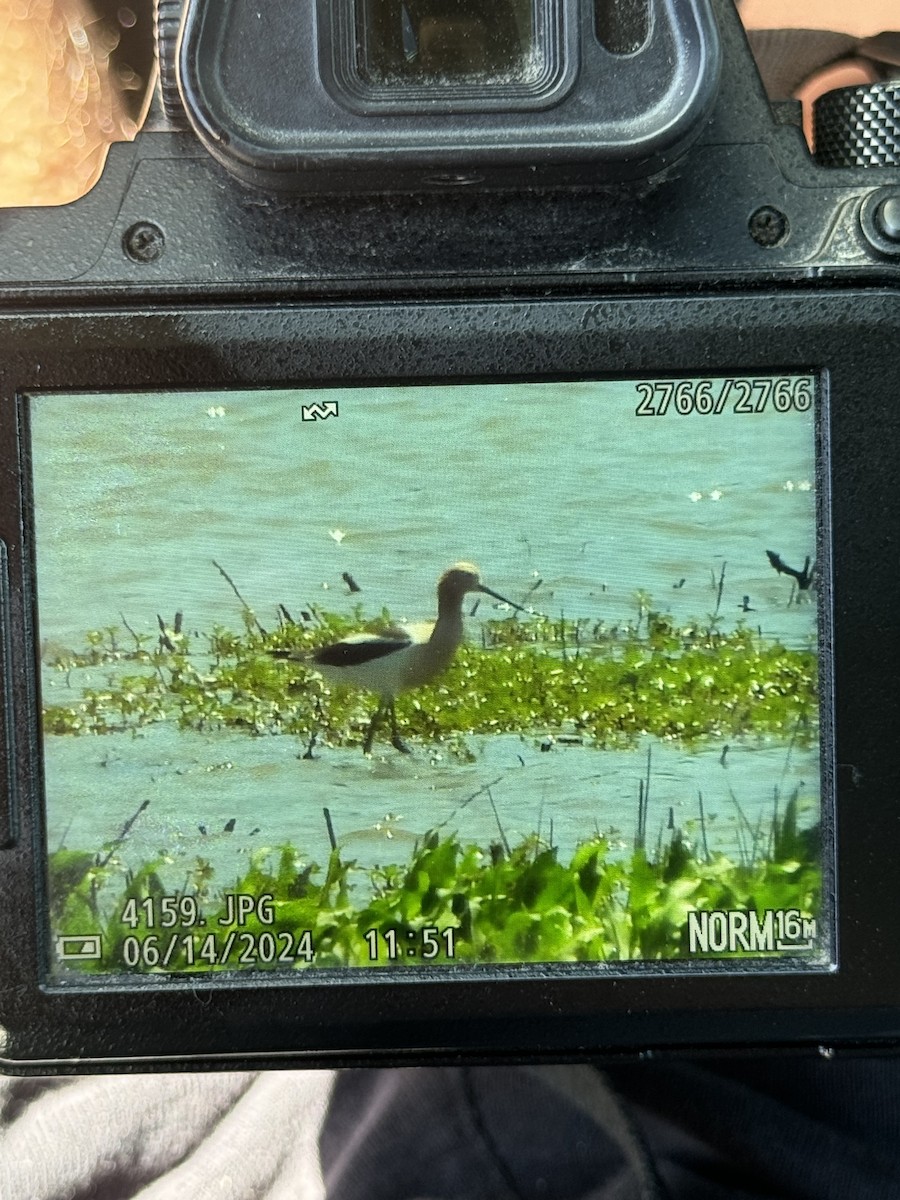 Avocette d'Amérique - ML620413514