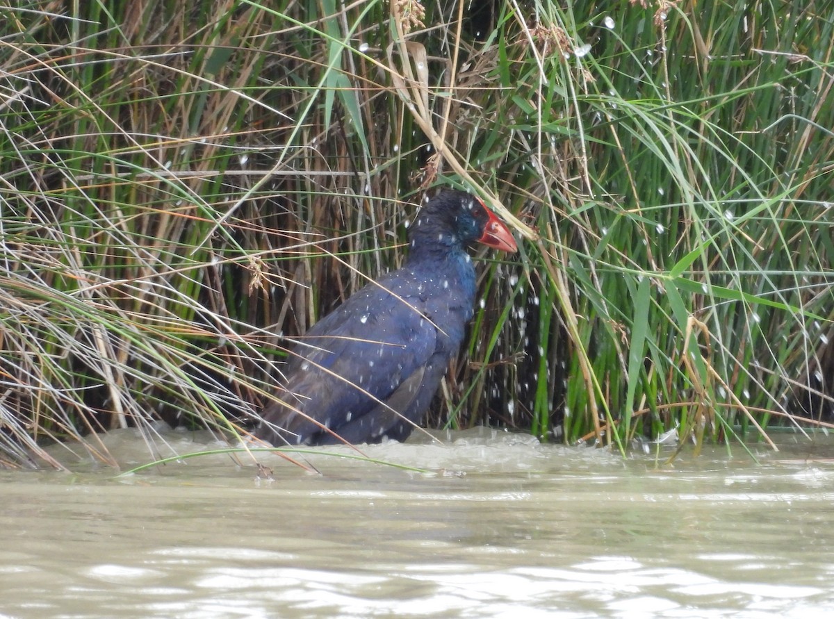 Western Swamphen - ML620413516