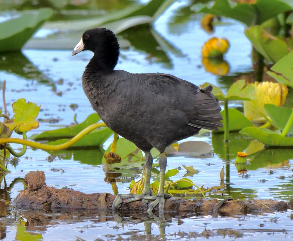 American Coot - ML620413520