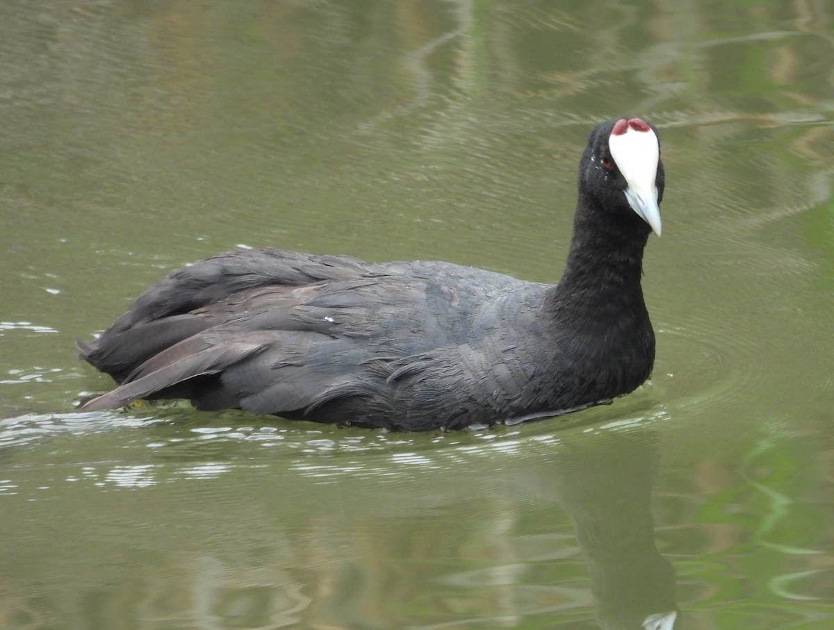 Red-knobbed Coot - ML620413527