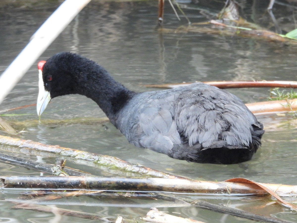 Red-knobbed Coot - ML620413528