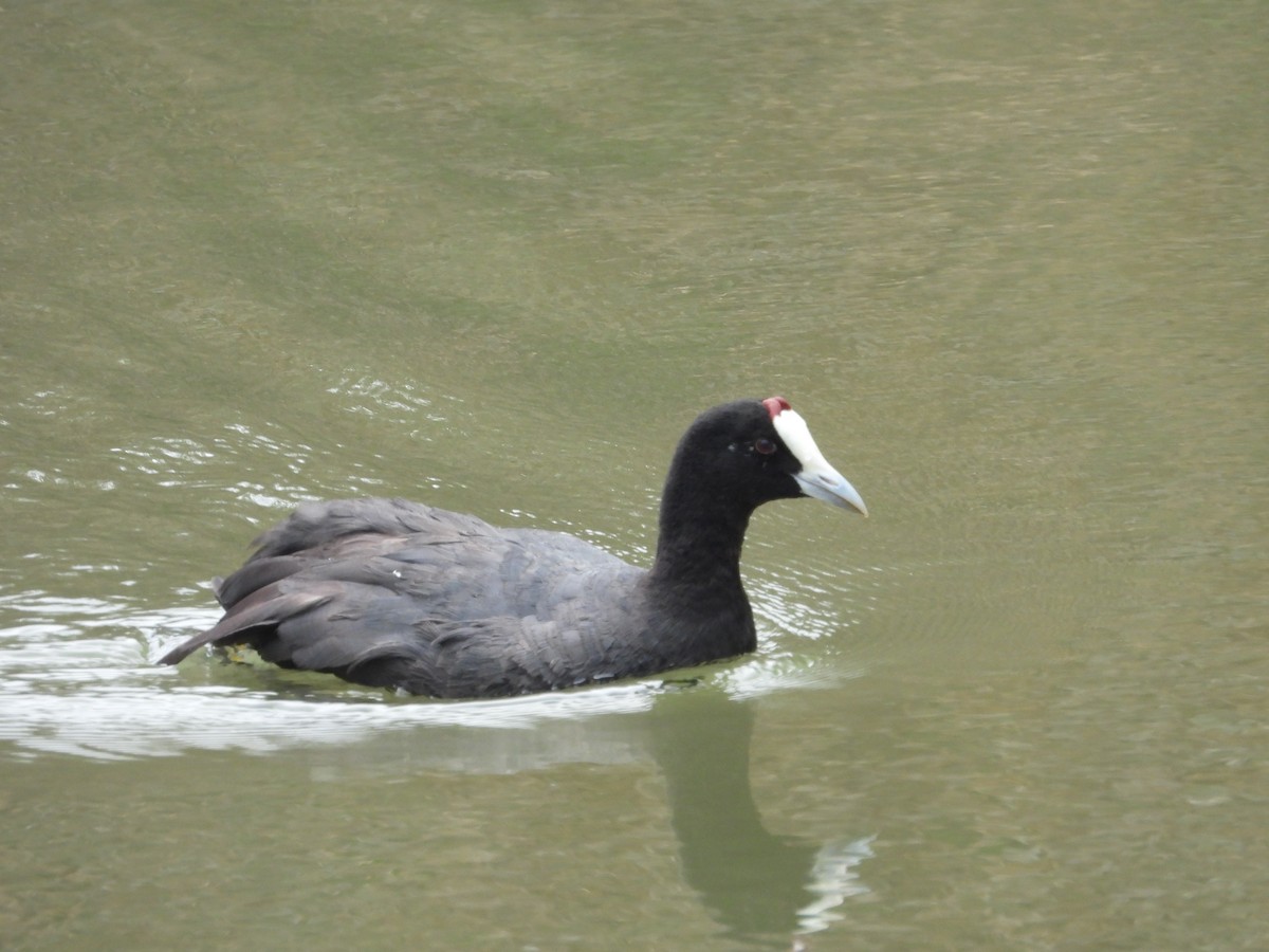 Red-knobbed Coot - ML620413531