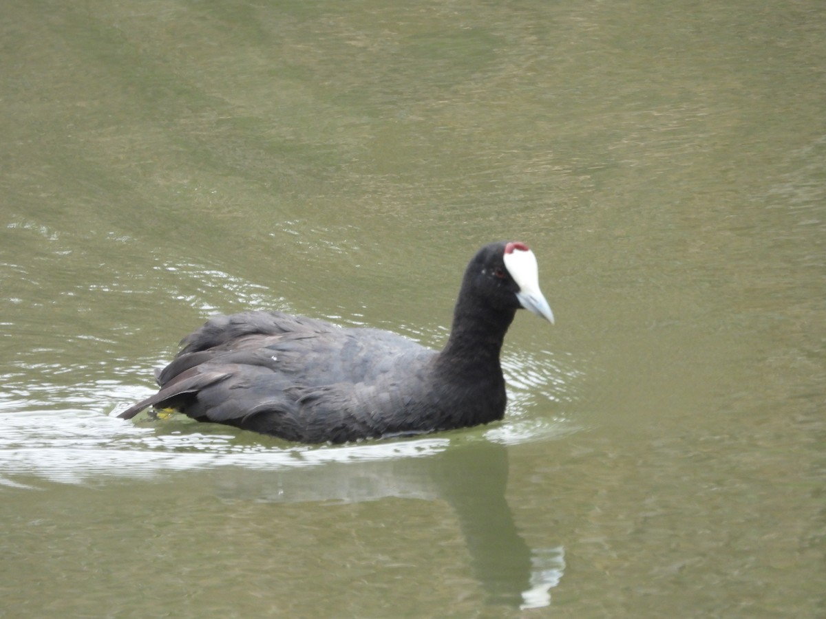 Red-knobbed Coot - ML620413532