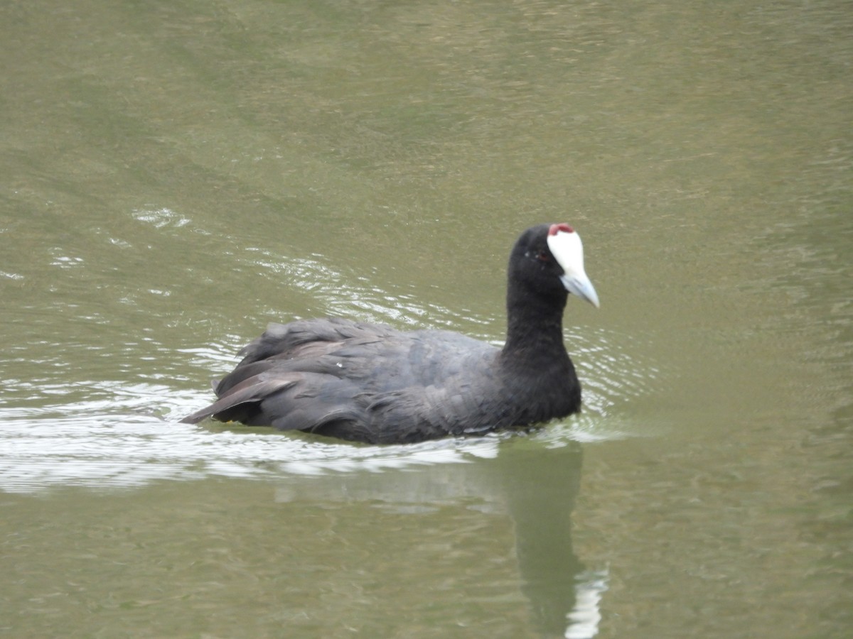 Red-knobbed Coot - ML620413533