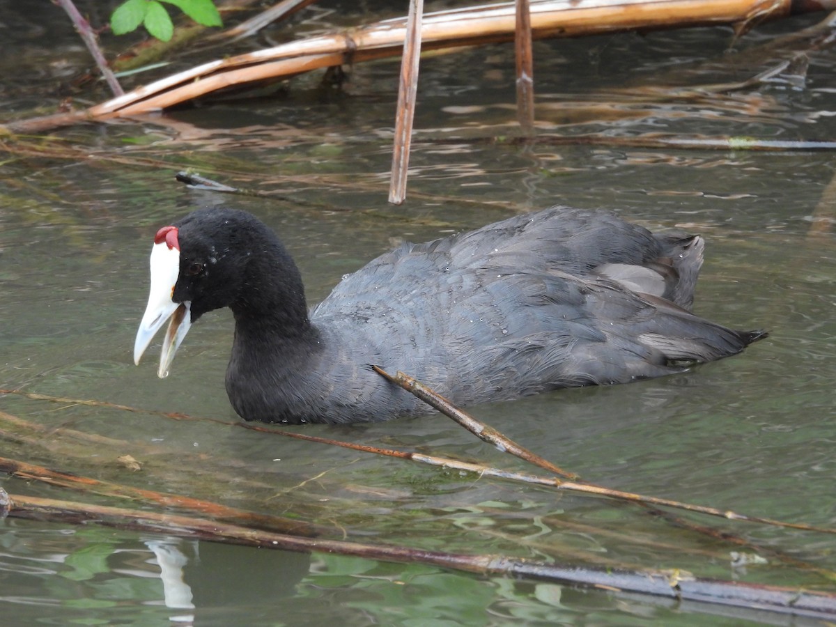 Red-knobbed Coot - ML620413534