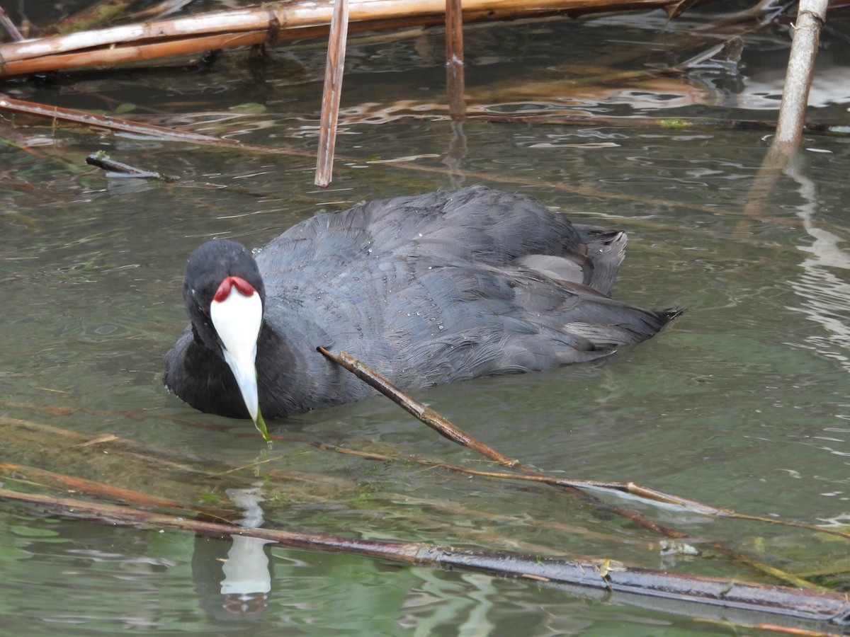 Red-knobbed Coot - ML620413535