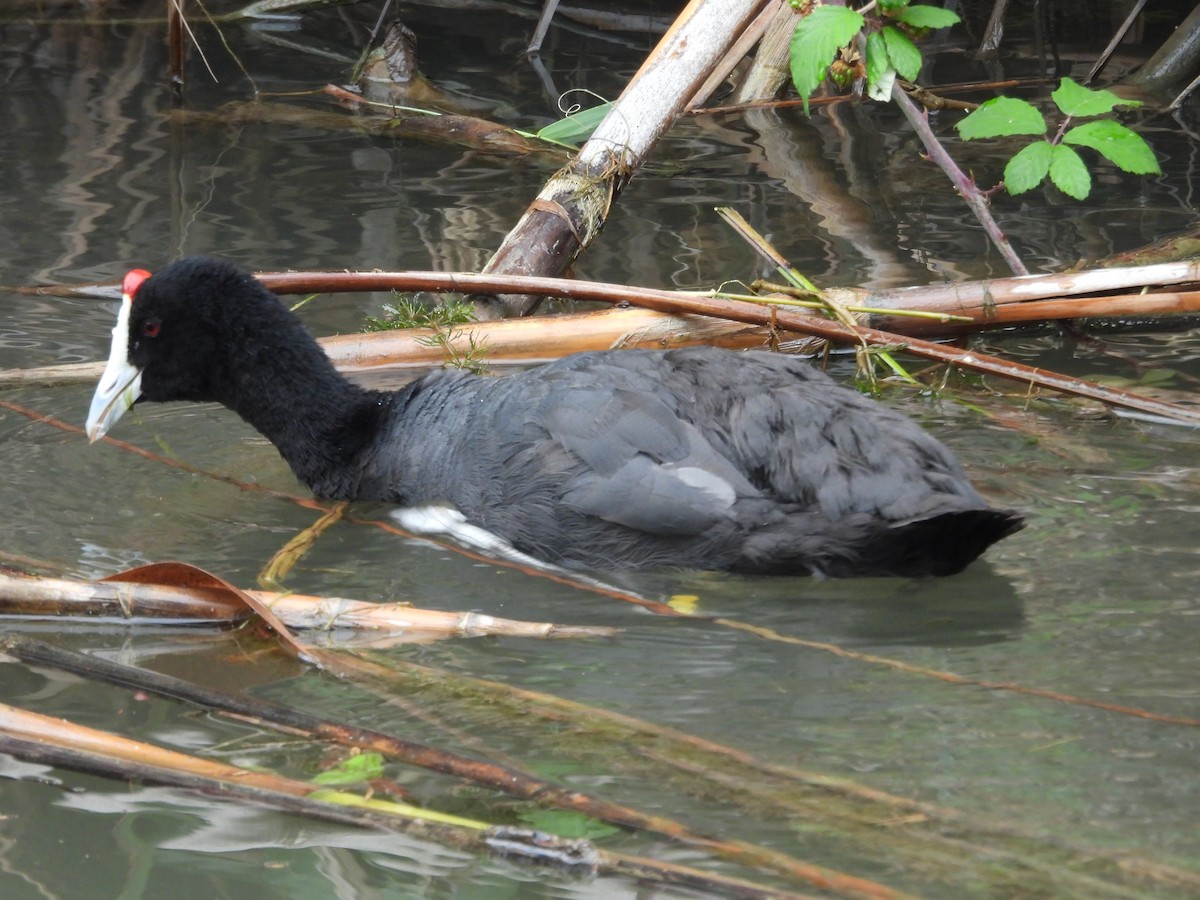 Red-knobbed Coot - ML620413536