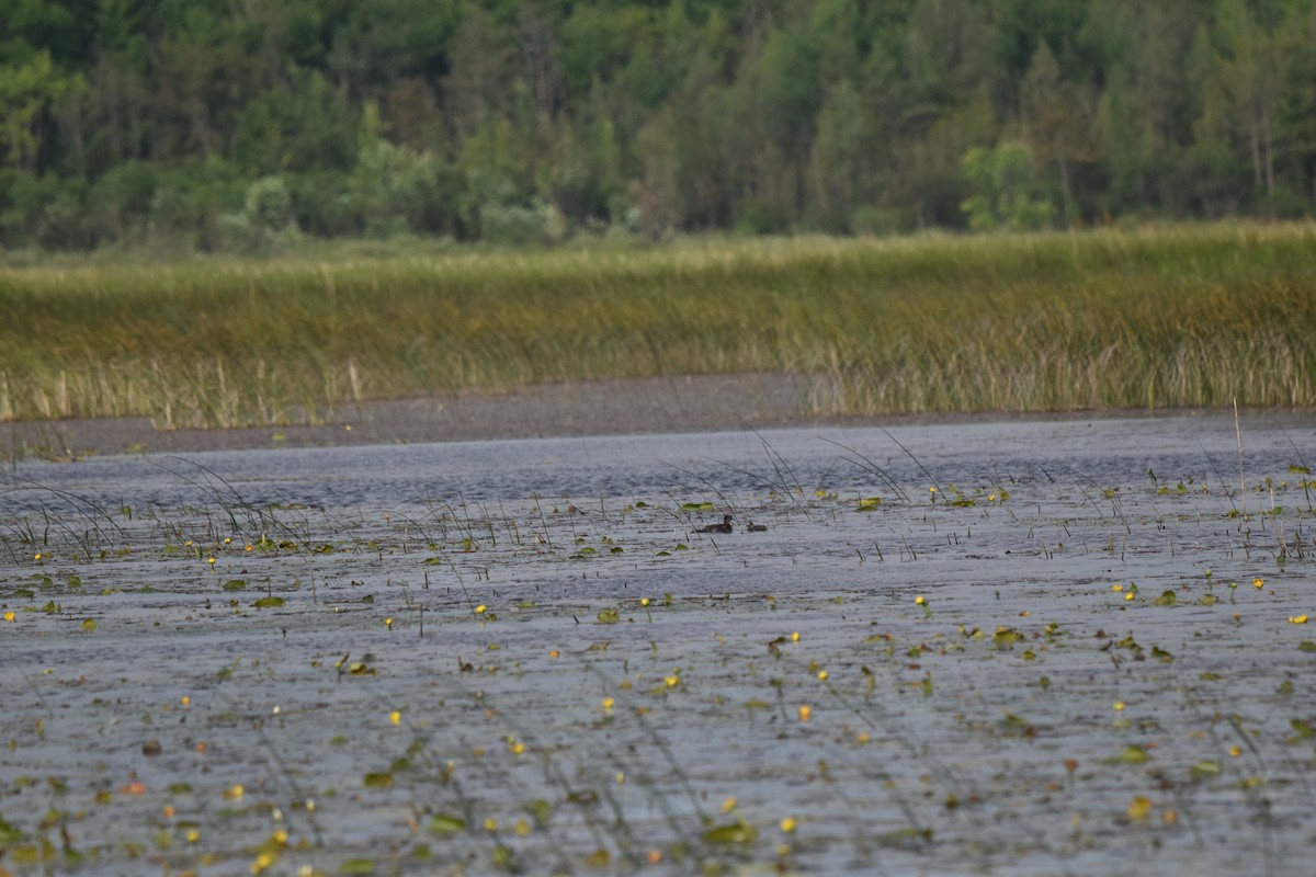 Pied-billed Grebe - ML620413539