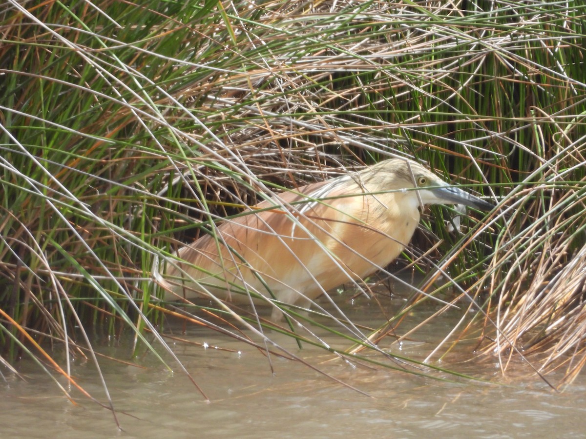 Squacco Heron - ML620413546