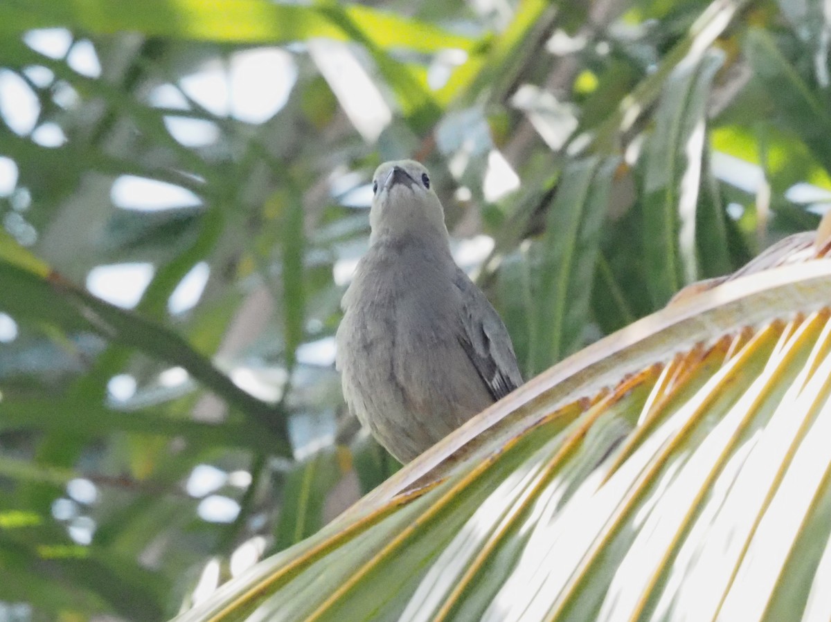 Palm Tanager - ML620413551