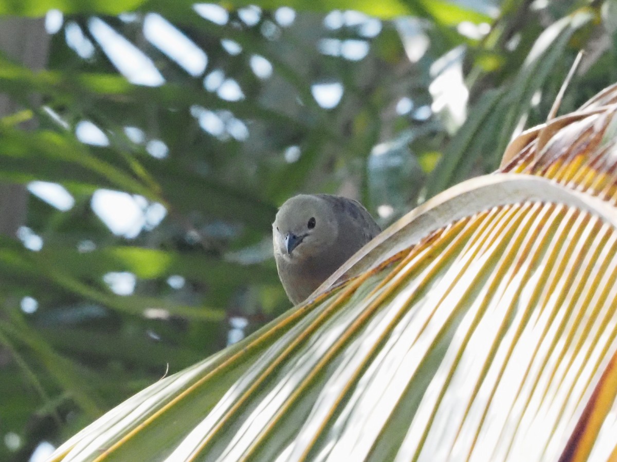 Tangara Palmera - ML620413552