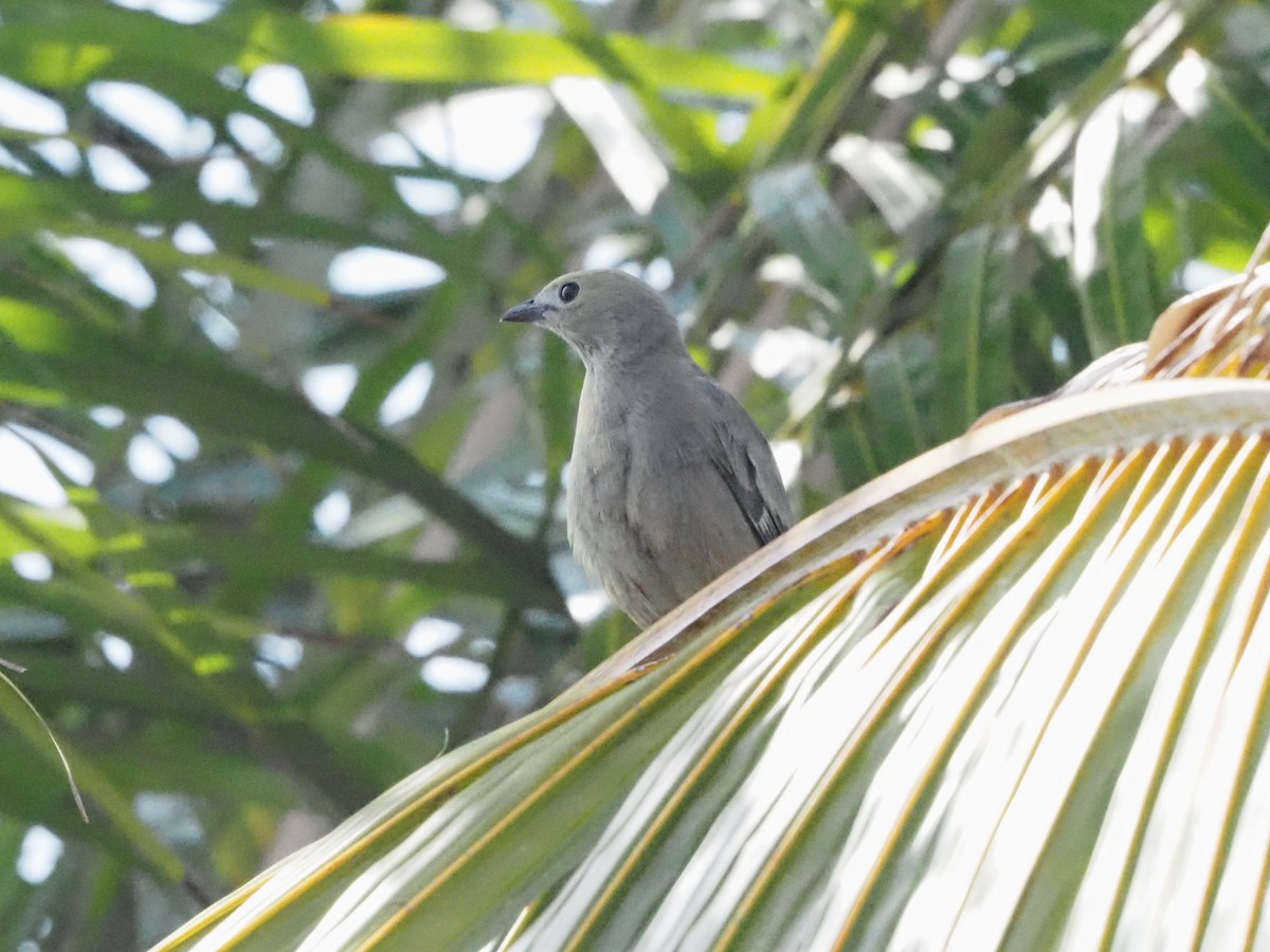 Palm Tanager - ML620413553