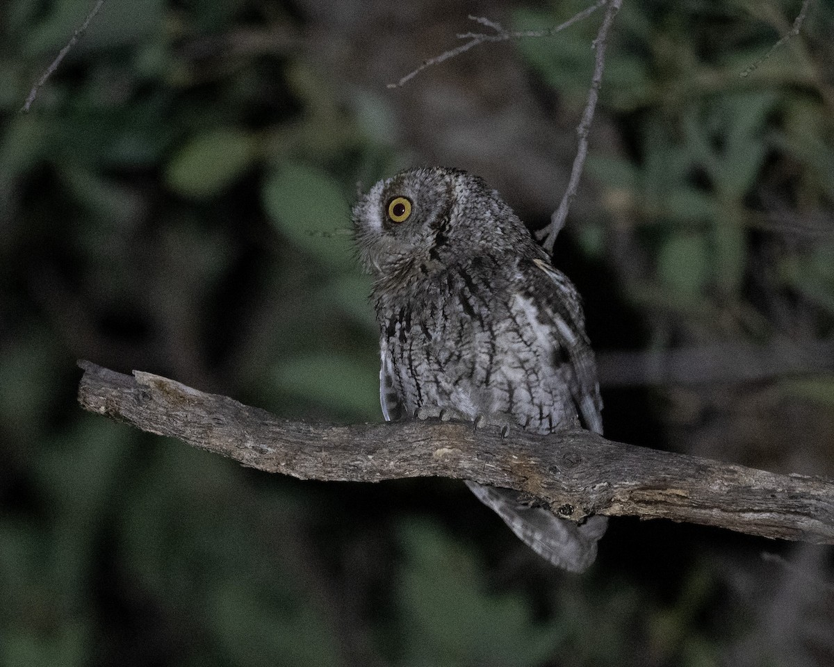 Whiskered Screech-Owl - ML620413555