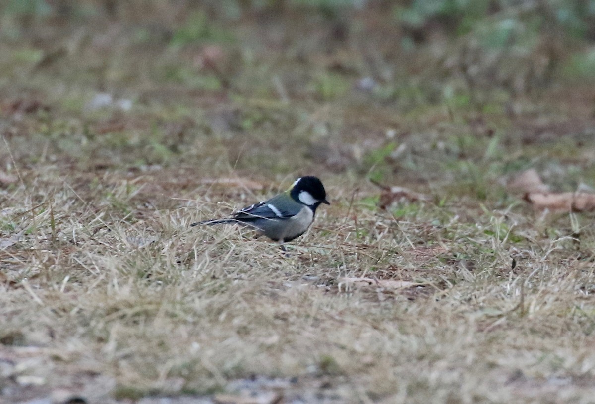 Mésange de Chine (groupe minor) - ML620413560