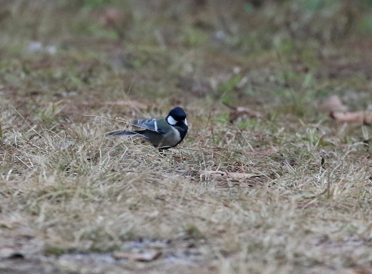 Japanese Tit (Japanese) - ML620413561