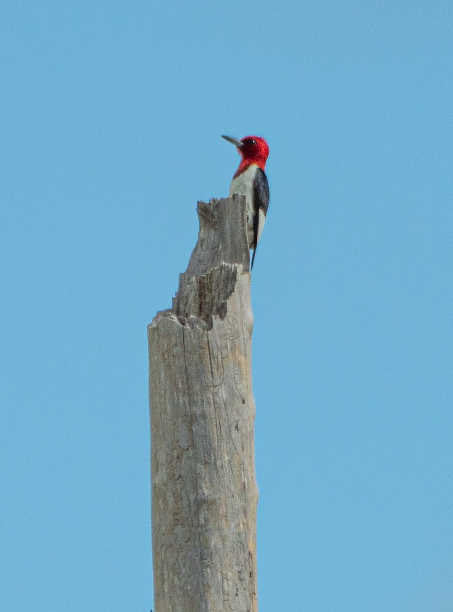 Red-headed Woodpecker - ML620413564