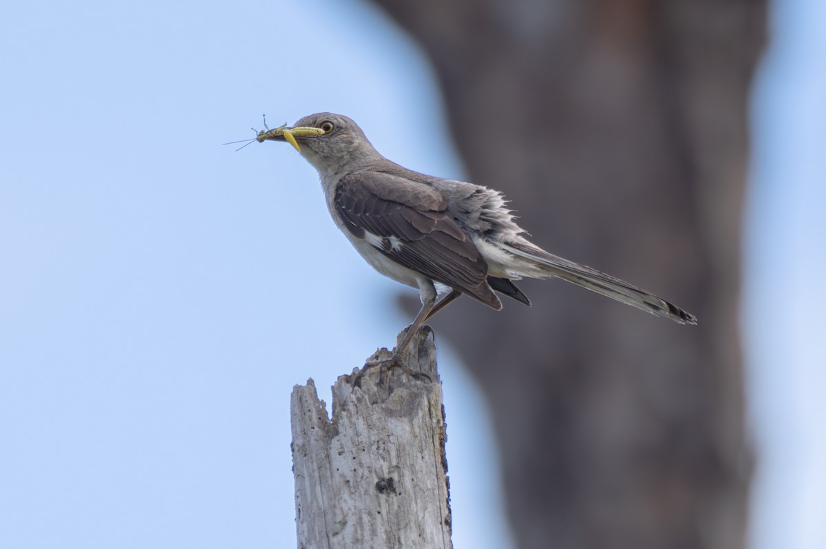 Northern Mockingbird - ML620413568