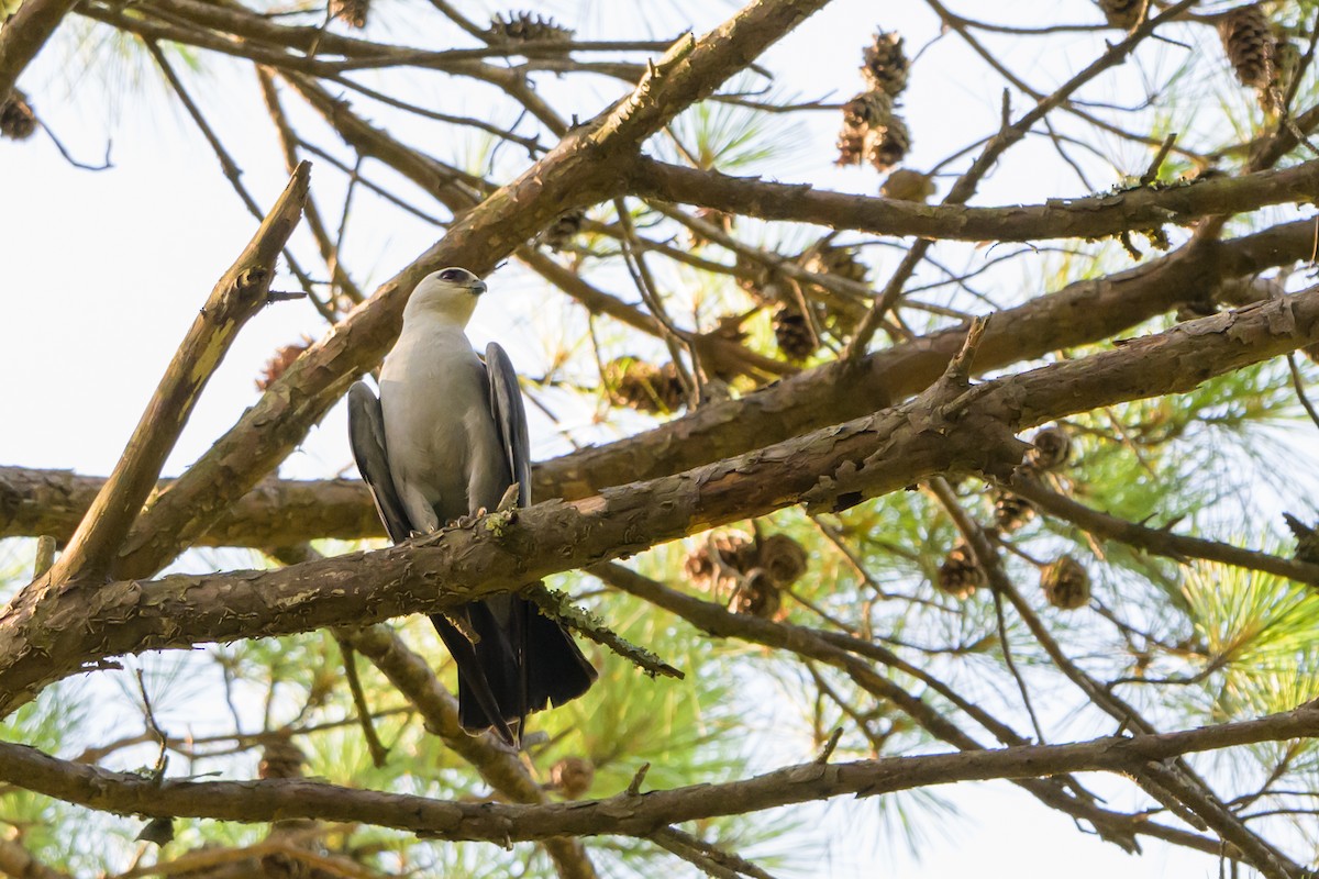 Mississippi Kite - ML620413574