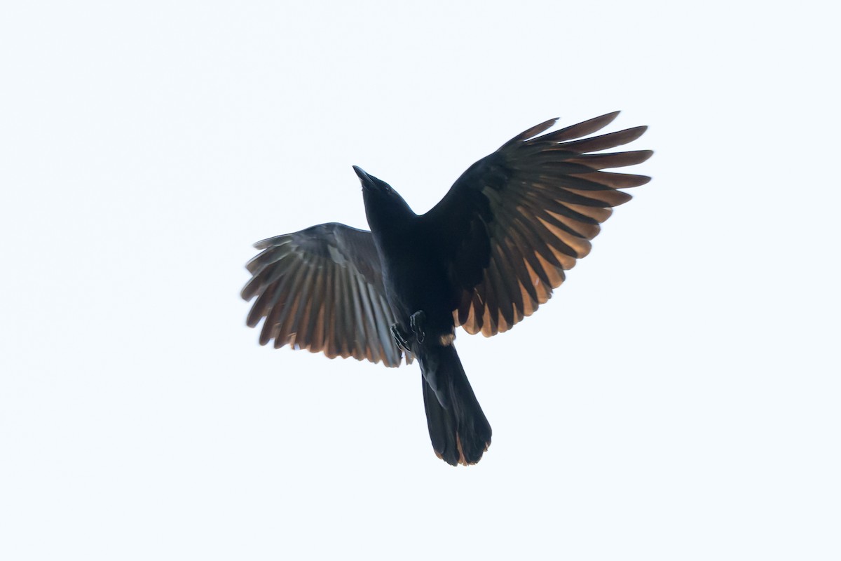 Fish Crow - ML620413578