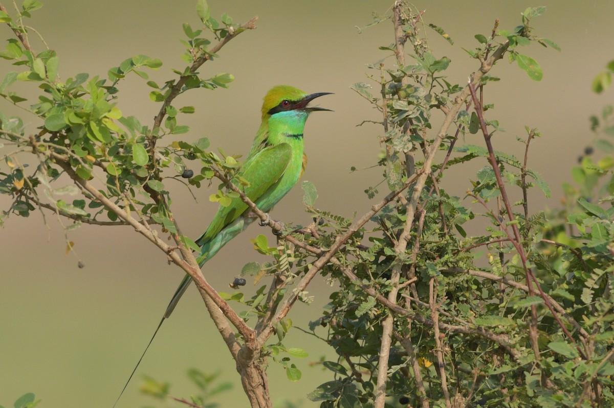 Asian Green Bee-eater - ML620413589